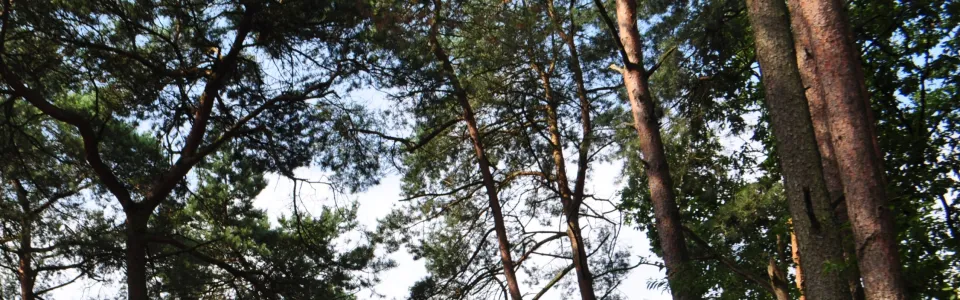 Deelnemers op het kampterrein tussen de bomen