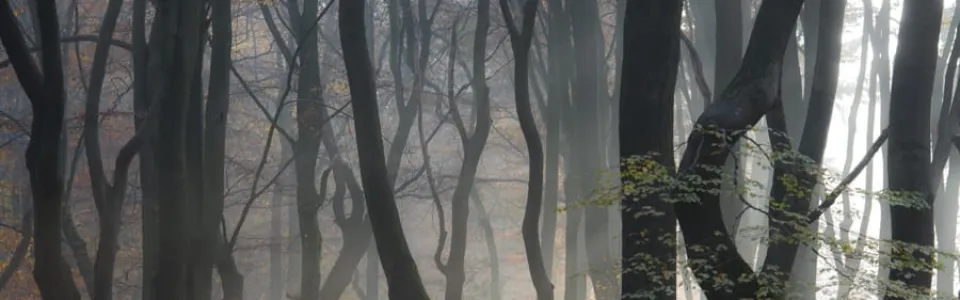 Mistig bos met kale bomen