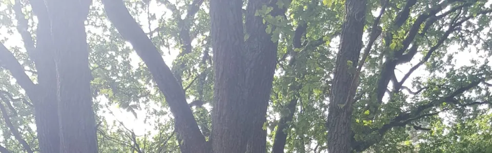 Deelnemers klimmen in een boom