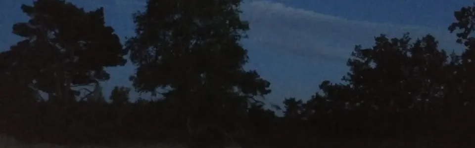 Maan boven een boom in het donker