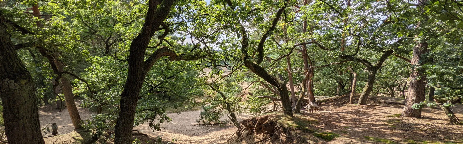 Bos met knoestige bomen